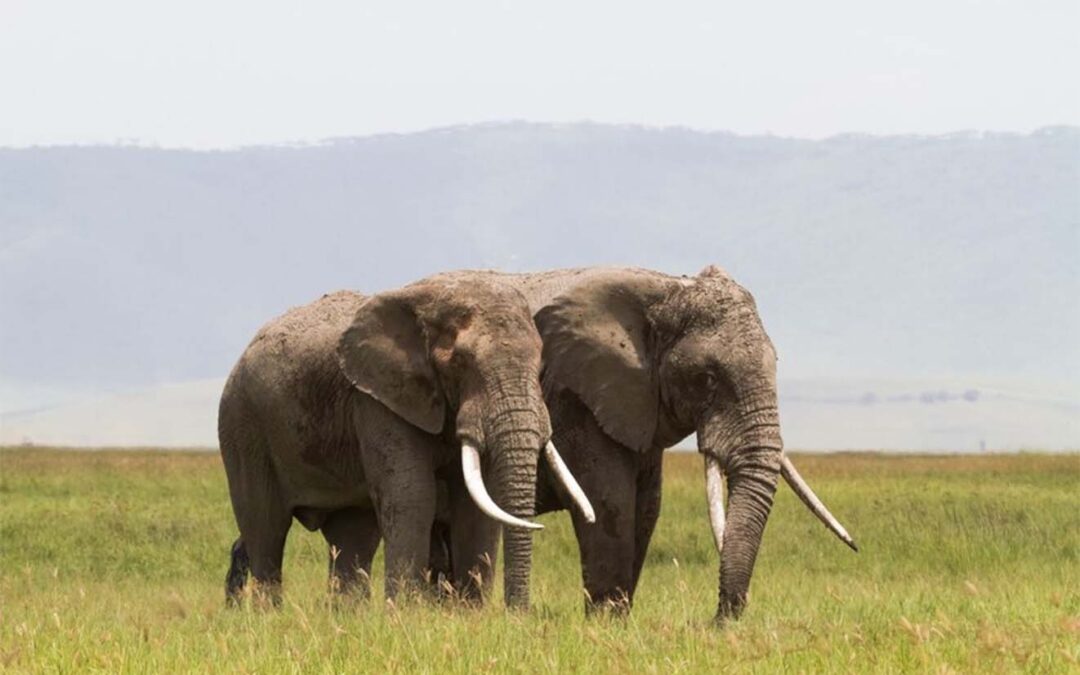 Encountering Kenya’s Wildlife Wonders: An Unforgettable Safari Adventure